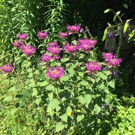 Comfortable In A Beautiful Surrounding 公寓 索滕斯